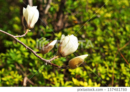 White magnolia flowers (spring, March) White magnolia flowers (spring, March) 137481780