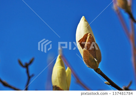 White magnolia flowers (spring, March) White magnolia flowers (spring, March) 137481784