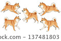 Sitting Shiba Inu set 137481803