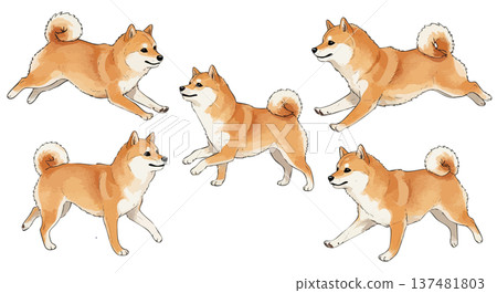 坐姿柴犬套裝 137481803