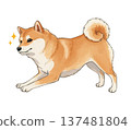 Shiba Inu to sit 137481804