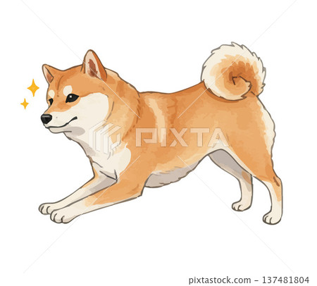 Shiba Inu to sit Shiba Inu to sit 137481804