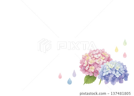 Hydrangea frame painted by watercolor Hydrangea frame painted by watercolor 137481805