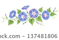 Blue morning glory background 137481806