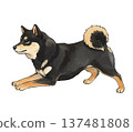Sitting Kuroshiba 137481808