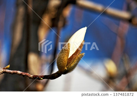 White magnolia flowers (spring, March) White magnolia flowers (spring, March) 137481872