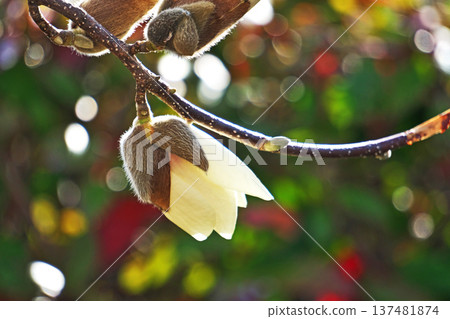 White magnolia flowers (spring, March) White magnolia flowers (spring, March) 137481874
