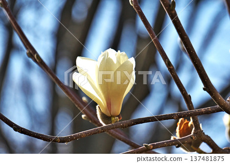 White magnolia flowers (spring, March) White magnolia flowers (spring, March) 137481875