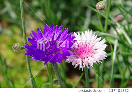 Cornflowers nestled together in harmony 137481882