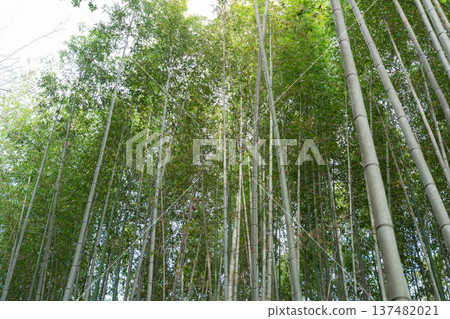 竹林 137482021