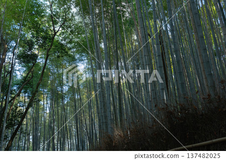 Bamboo forest Bamboo forest 137482025