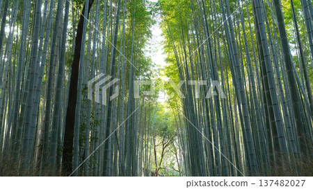 竹林 137482027
