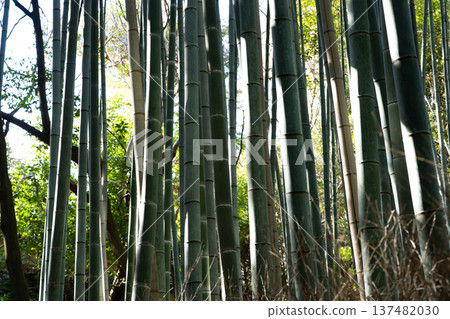 Bamboo forest 137482030