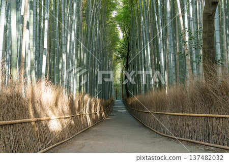 竹林 竹林 137482032