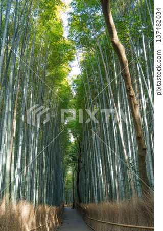 Bamboo forest Bamboo forest 137482034