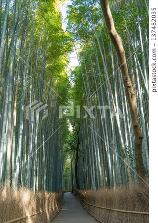 Bamboo forest 137482035