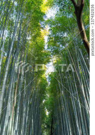 竹林 竹林 137482036