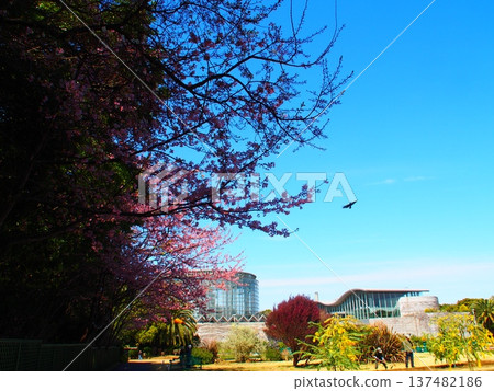 千葉市鮮花博物館 千葉市鮮花博物館 137482186