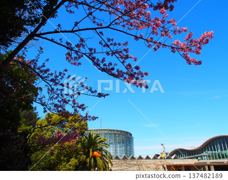 千葉市鮮花博物館 137482189