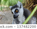 A dignified face 137482200