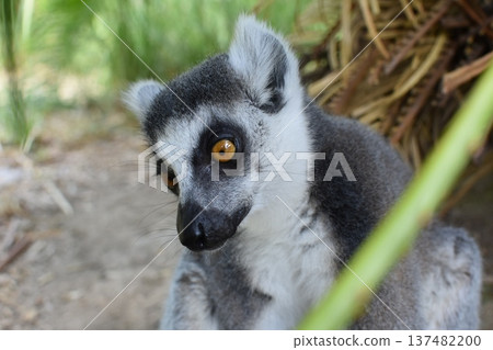 A dignified face 137482200