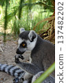 Thinking Monkey 137482202