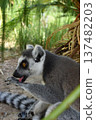 look 137482203