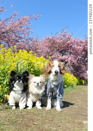 一隻庫克犬和兩隻吉娃娃的春日合影 137482229