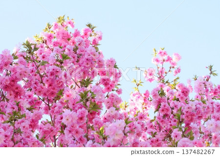 Pink double cherry blossoms in full bloom [Blue sky background] 137482267