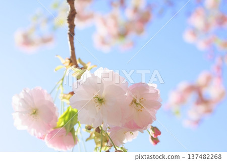 Close-up of double cherry blossoms [blue sky background] 137482268