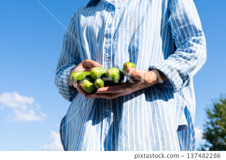 Person holding fresh figs outdoors in sunlight. Natural economy, ecological lifestyle Person holding fresh figs outdoors in sunlight. Natural economy, ecological lifestyle 137482286