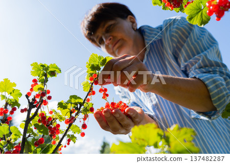 Mature caucasian female harvesting red currants in garden on sunny day Mature caucasian female harvesting red currants in garden on sunny day 137482287