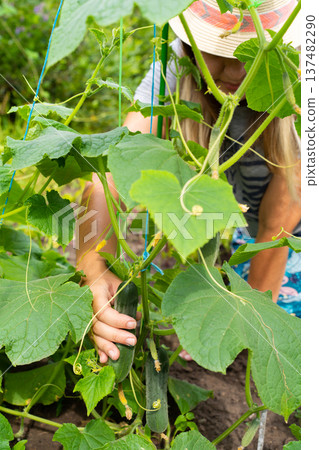 Female harvesting cucumbers in a garden with vines and leaves Female harvesting cucumbers in a garden with vines and leaves 137482290