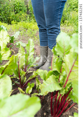 Gardener in denim and boots tending beetroot plants in lush garden Gardener in denim and boots tending beetroot plants in lush garden 137482291