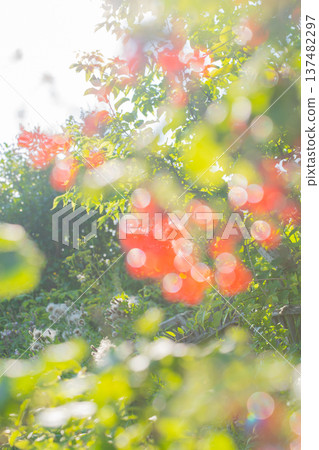 Bright morning garden scene with sunlit red berries and green foliage, Soft focus 137482297