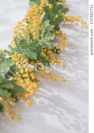 Bright mimosa flowers 137482751