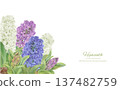 Corner frame of hand drawn vector illustration of hyacinths painted in watercolor 137482759