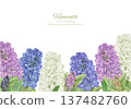 Corner frame of hand drawn vector illustration of hyacinths painted in watercolor 137482760