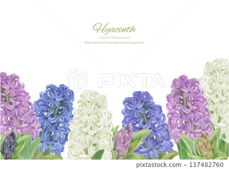Corner frame of hand drawn vector illustration of hyacinths painted in watercolor Corner frame of hand drawn vector illustration of hyacinths painted in watercolor 137482760