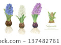 Watercolor vector illustration of hyacinth hydroponic cultivation 137482761