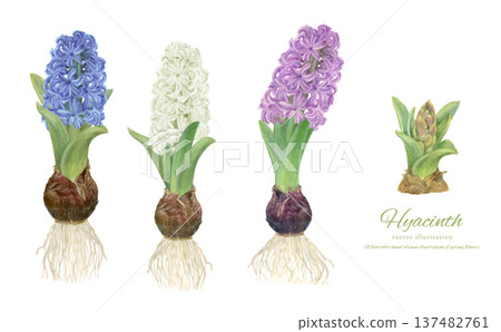 水彩向量插圖，描繪了水耕水葫蘆的栽培過程 137482761