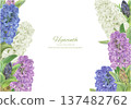 Hand drawn vector illustration frame of watercolor hyacinths 137482762