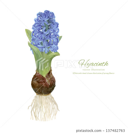 水彩向量插圖，描繪了水耕水葫蘆的栽培過程 137482763