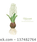 Watercolor vector illustration of hyacinth hydroponic cultivation 137482764