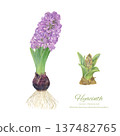 Watercolor vector illustration of hyacinth hydroponic cultivation 137482765