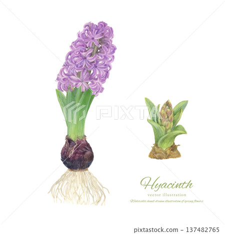 水彩向量插圖，描繪了水耕水葫蘆的栽培過程 137482765