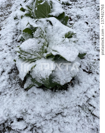 雪覆蓋的捲心菜 雪覆蓋的捲心菜 137482768
