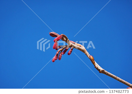 山地榿木的短雌花序（春季，3月） 137482773