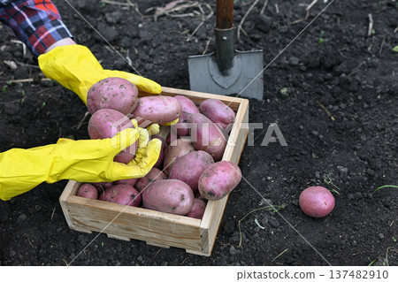 Handheld potatoes are being collected from the earth in a garden under clear skies. Handheld potatoes are being collected from the earth in a garden under clear skies. 137482910