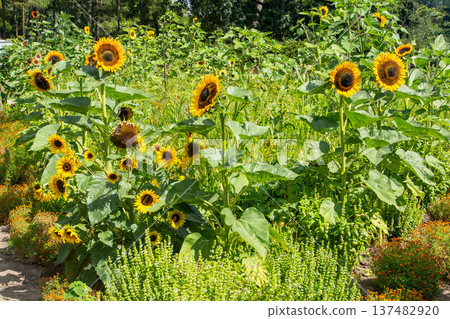 Yellow sunflower flower. Summer nature 137482920